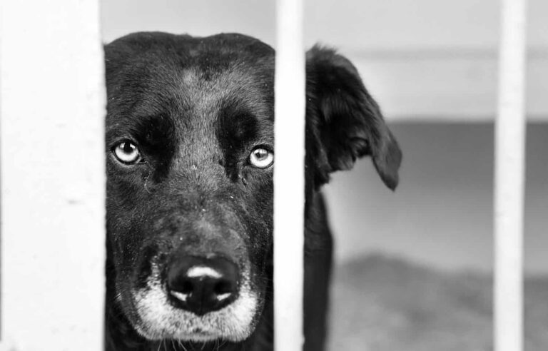 5 Reasons to Adopt a Shelter Pet