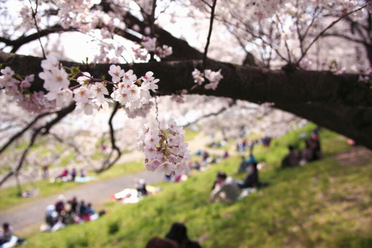5 Things to Do to Celebrate Spring